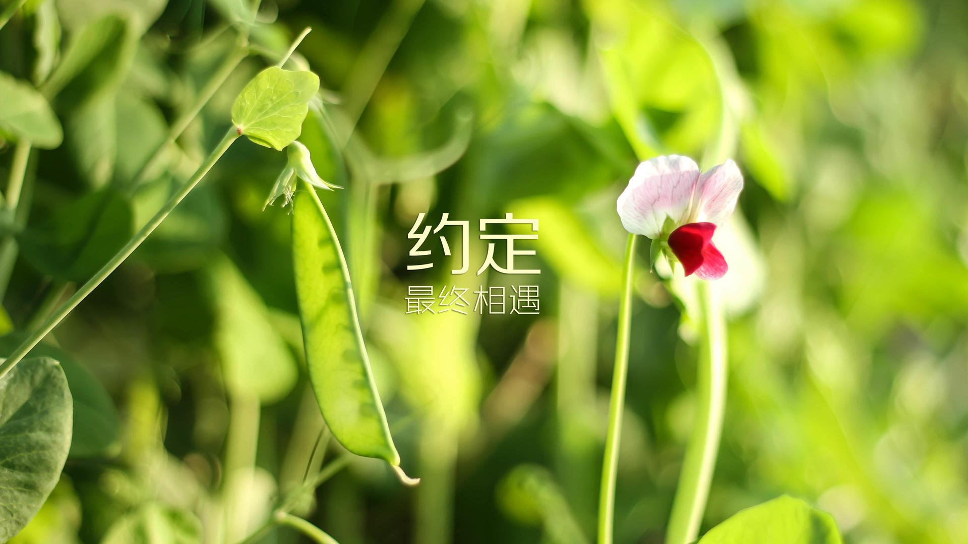 开云·体育官网-_知名企业冠名：商业合作推动运动普及_，商业合作的意思