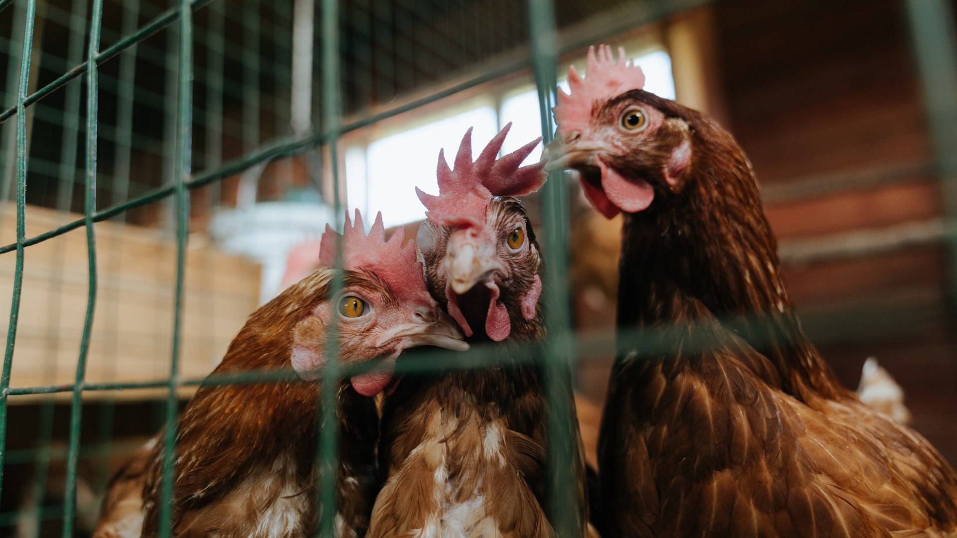 全球趣味足球：那些令人捧腹的特殊赛事，趣味足球名称