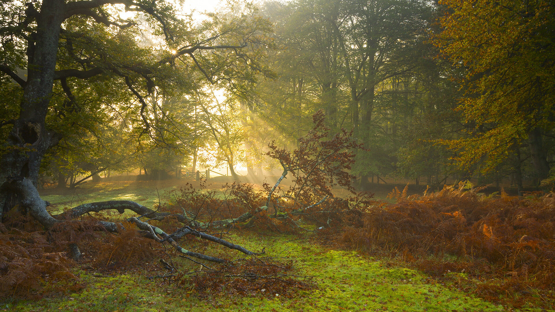 开云体育移动版-凯尔特人“新核”塔图姆，成为联盟最令人期待的年轻天才！，凯尔特人塔图姆今日集锦