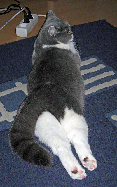 名人表演赛：娱乐与竞技的完美结合