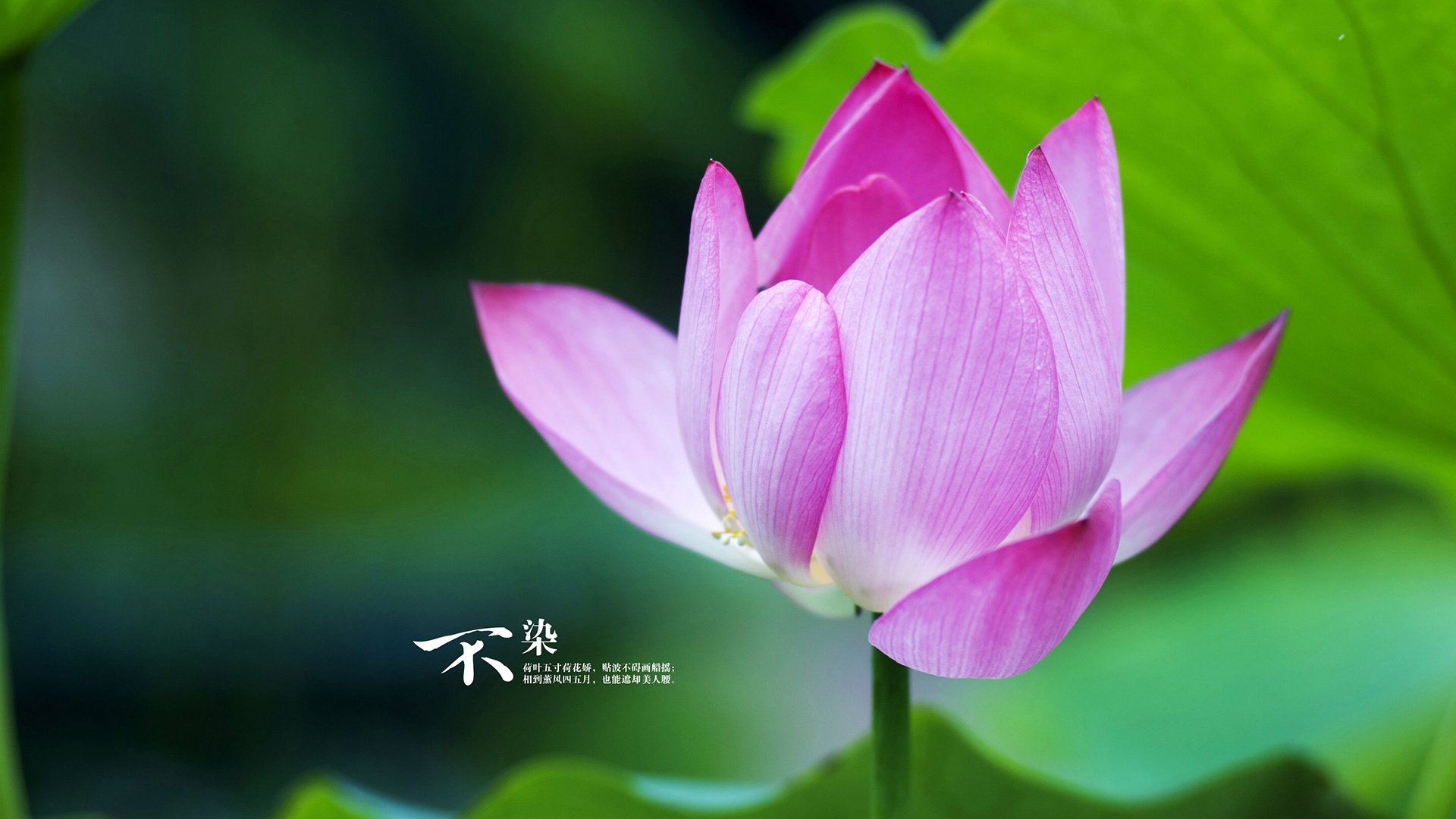 女排联赛：逆转绝杀惊艳四座，女排联赛程